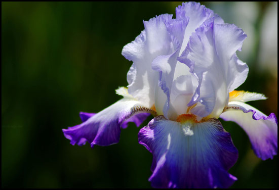Purple and white iris - 25th Anniversary flower Purple and white iris - 25th Anniversary flower